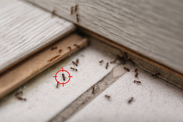 Best Affordable Pest Control Services  in Glen Rock, NJ