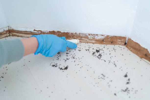 Best Termite Control Services  in Glen Rock, NJ